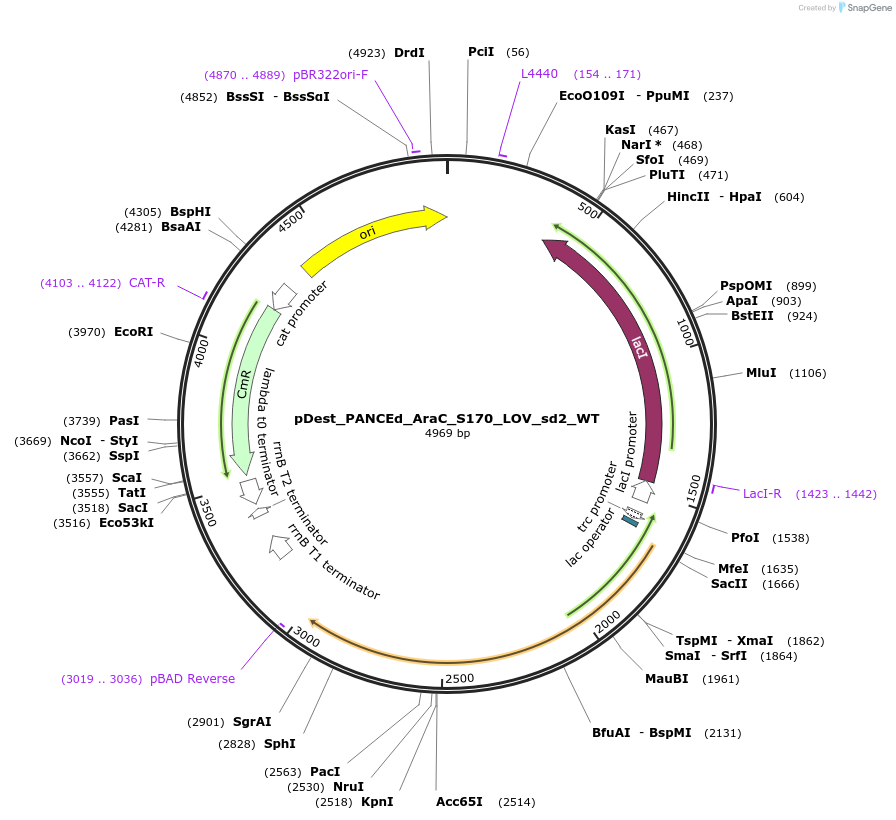 242151-plasmid-map-sequence-id-484656