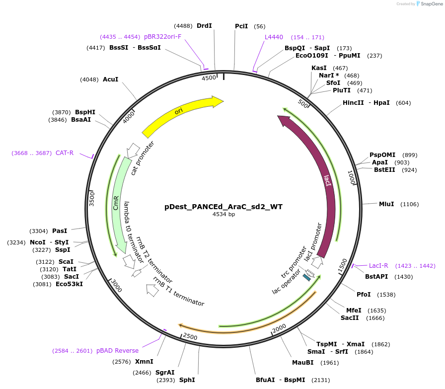 242148-plasmid-map-sequence-id-484657