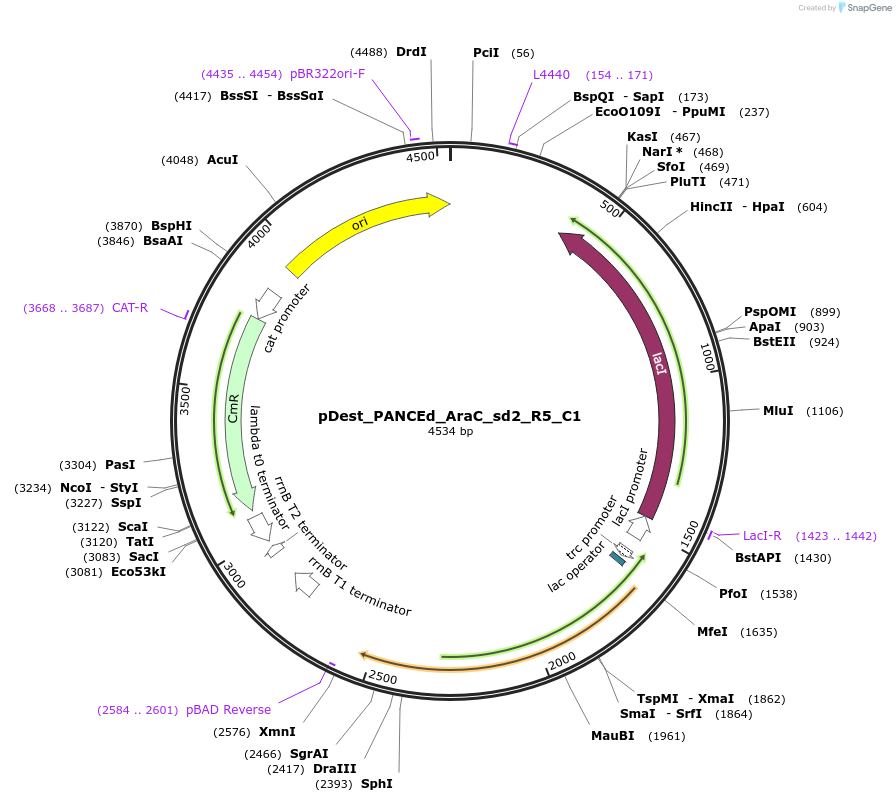 242150-plasmid-map-sequence-id-484658