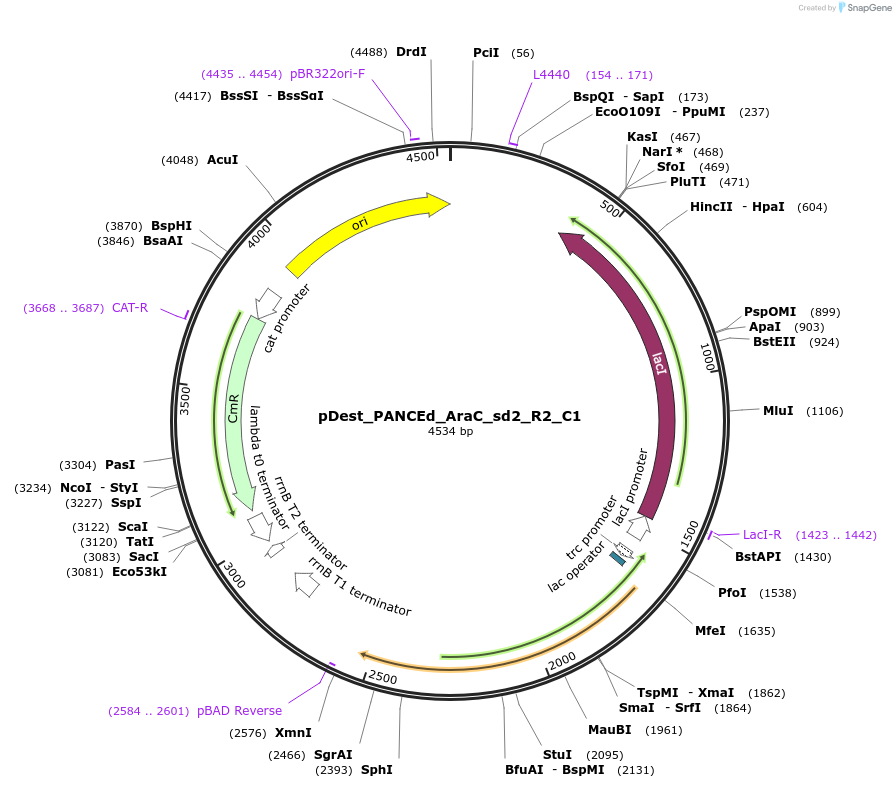 242149-plasmid-map-sequence-id-484659