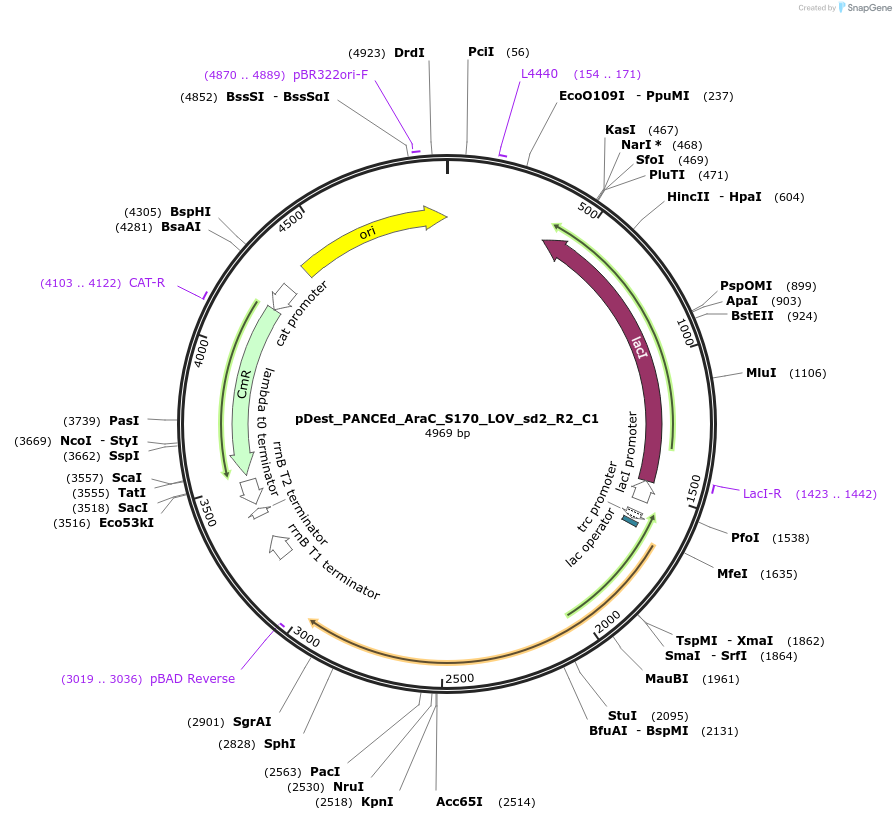 242152-plasmid-map-sequence-id-484660