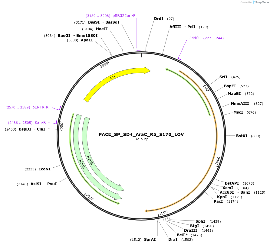 242146-plasmid-map-sequence-id-484661