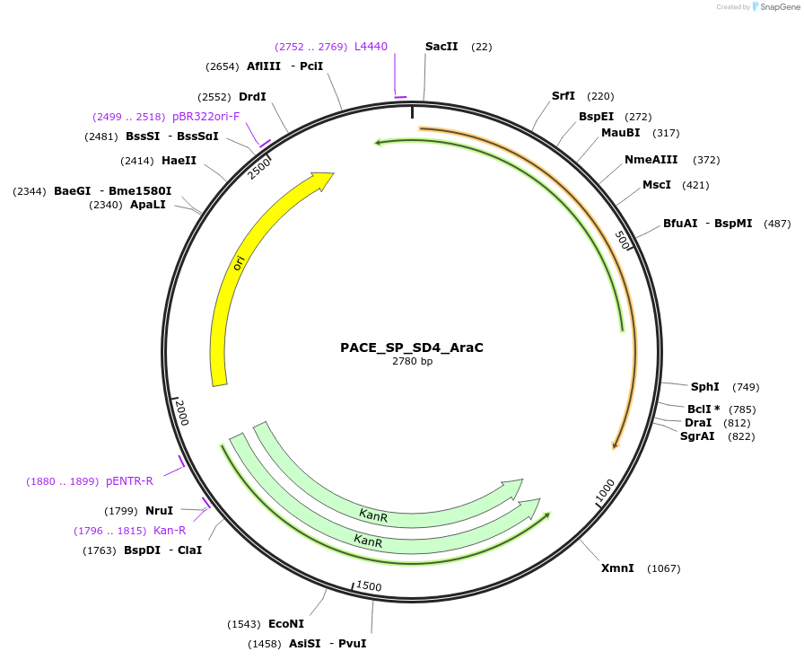 242143-plasmid-map-sequence-id-484662