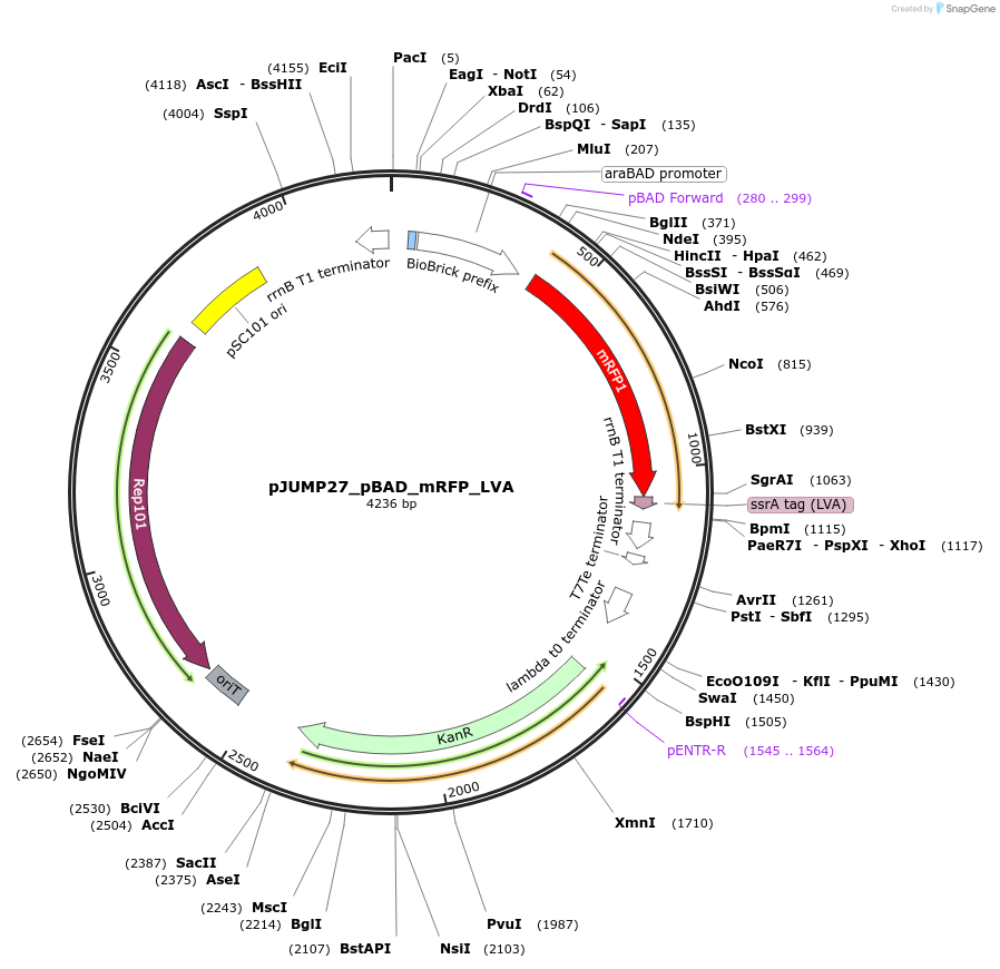 242147-plasmid-map-sequence-id-484672