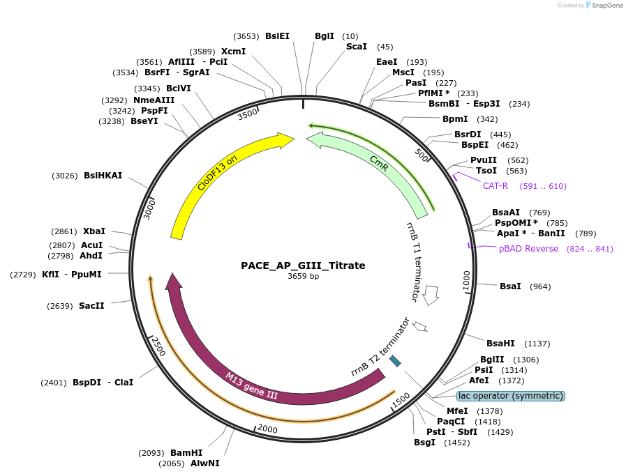 242140-plasmid-map-sequence-id-484675