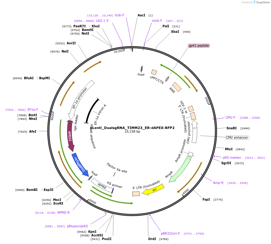 236734-plasmid-map-sequence-id-484676