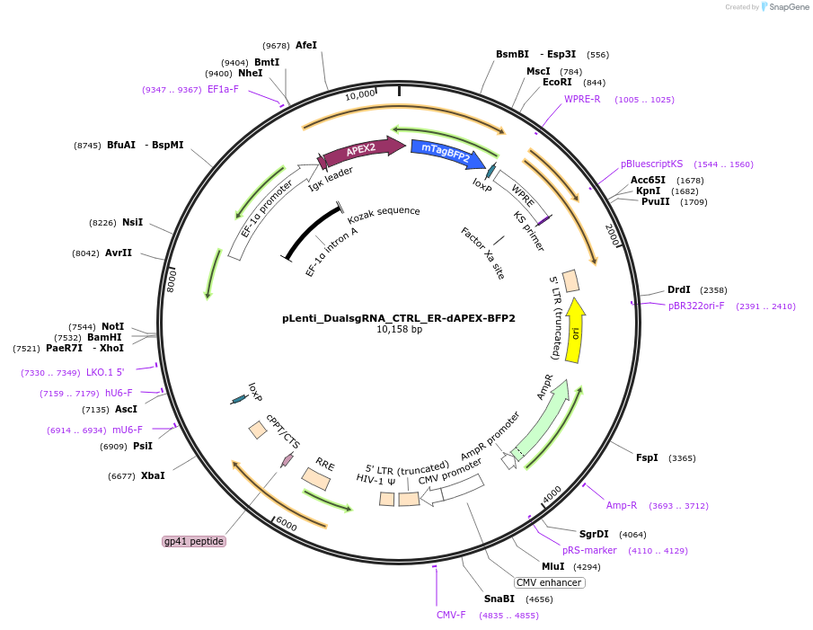 236733-plasmid-map-sequence-id-484677