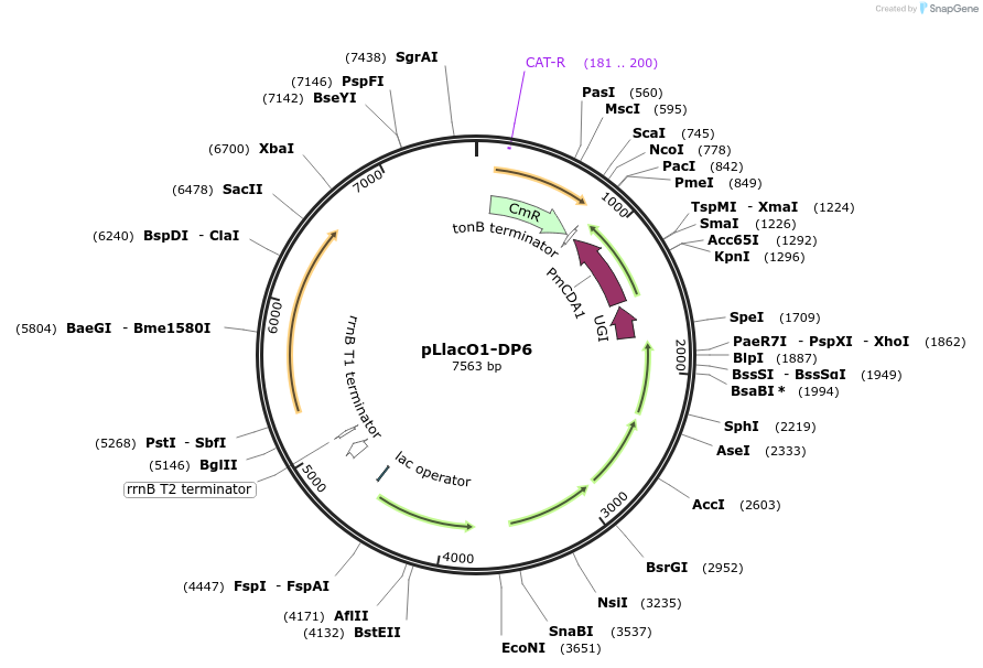242138-plasmid-map-sequence-id-484679