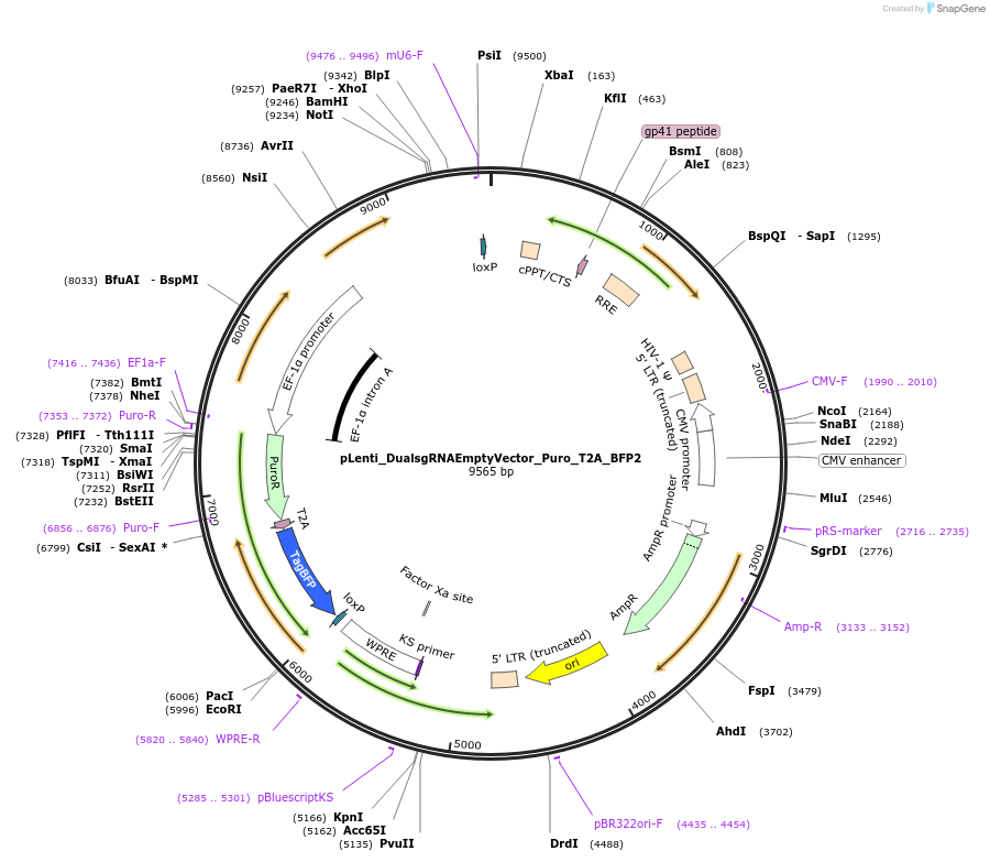236729-plasmid-map-sequence-id-484681