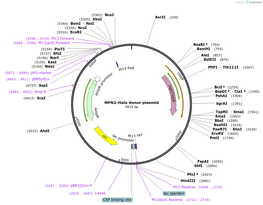 239866-plasmid-map-sequence-id-484682