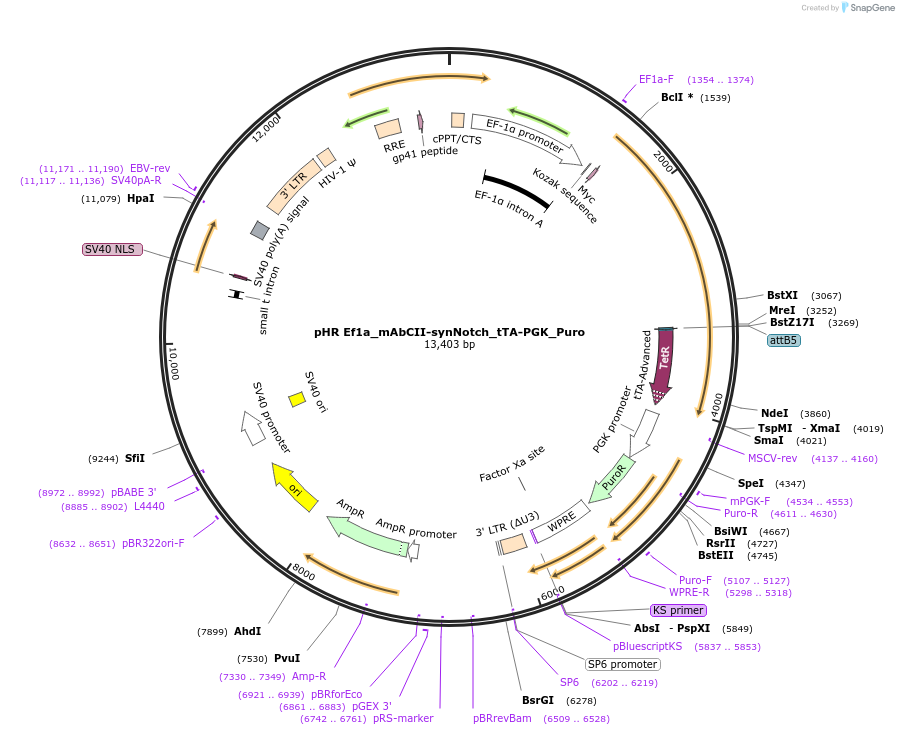 223538-plasmid-map-sequence-id-484708