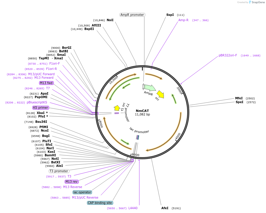 241909-plasmid-map-sequence-id-484709