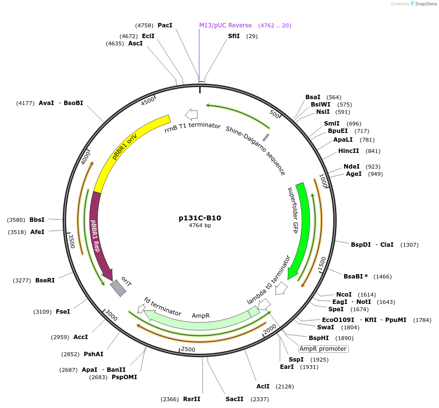 241908-plasmid-map-sequence-id-484710