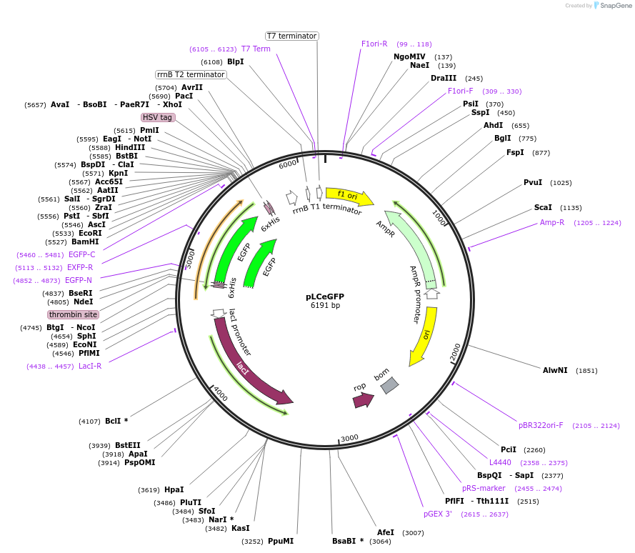 241904-plasmid-map-sequence-id-484712