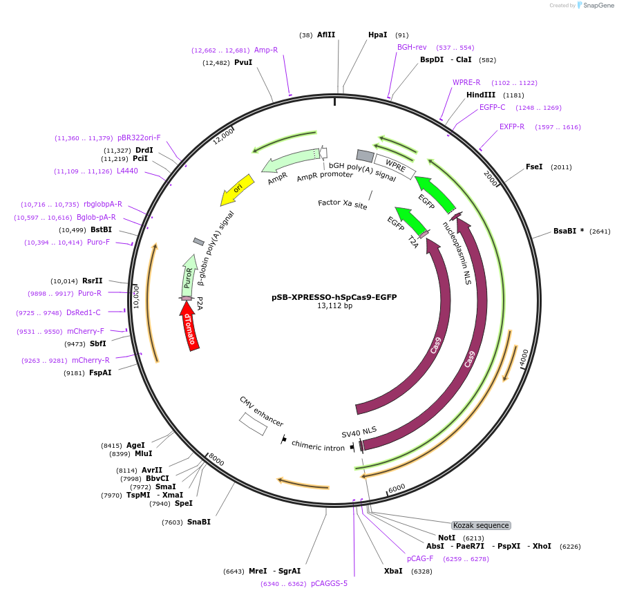 237298-plasmid-map-sequence-id-484728