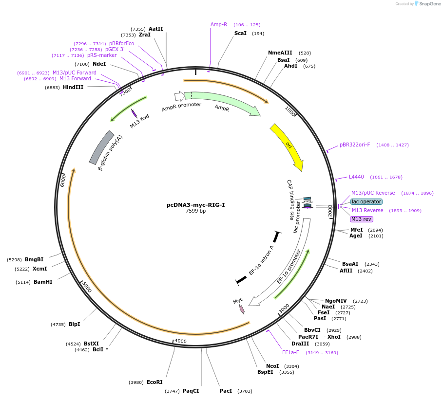 240814-plasmid-map-sequence-id-484745