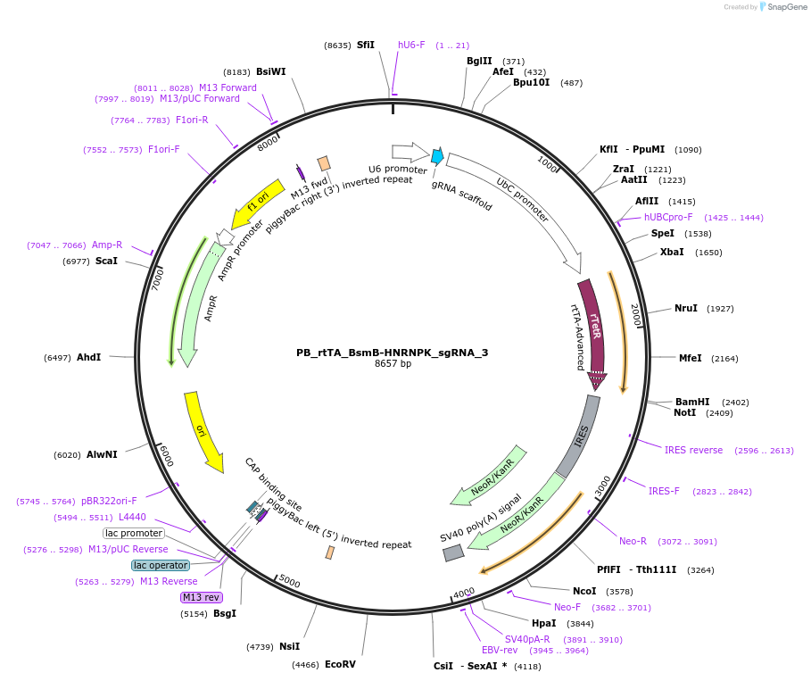242898-plasmid-map-sequence-id-484767