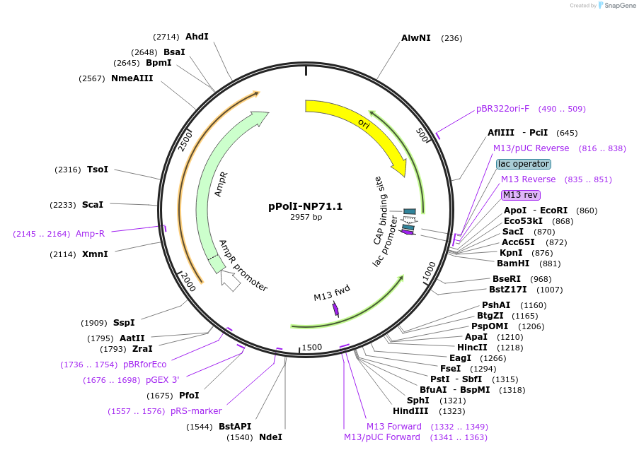 240807-plasmid-map-sequence-id-484956