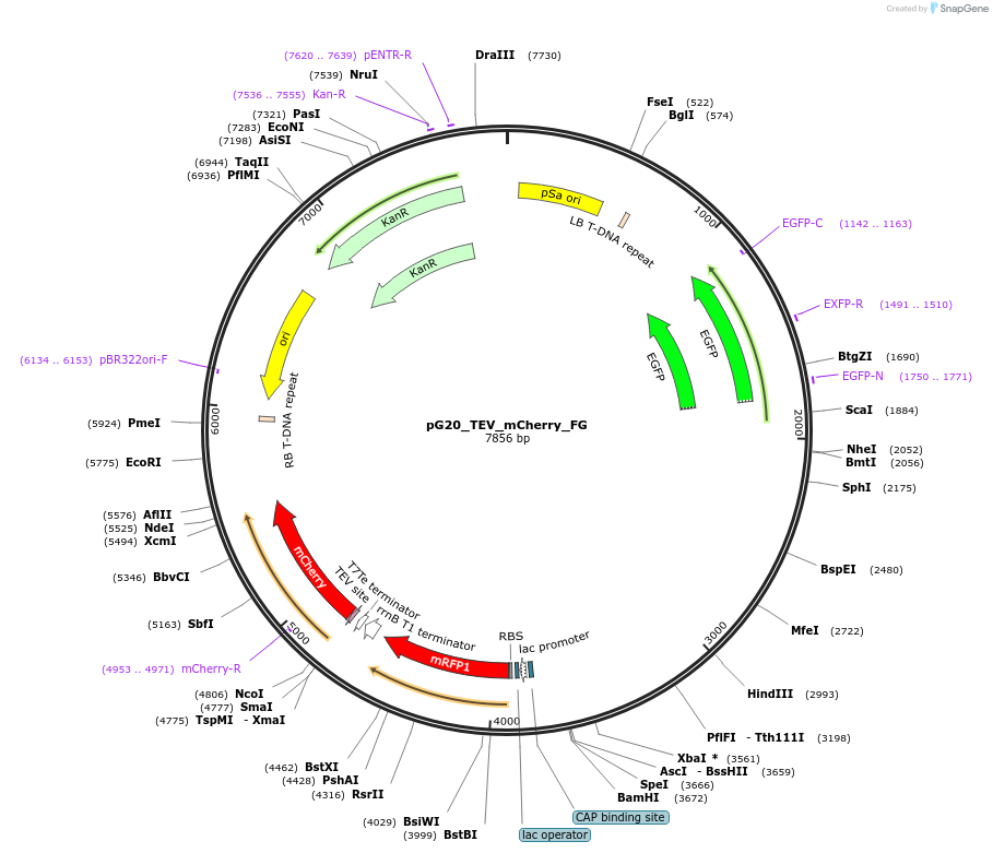 240672-plasmid-map-sequence-id-484958