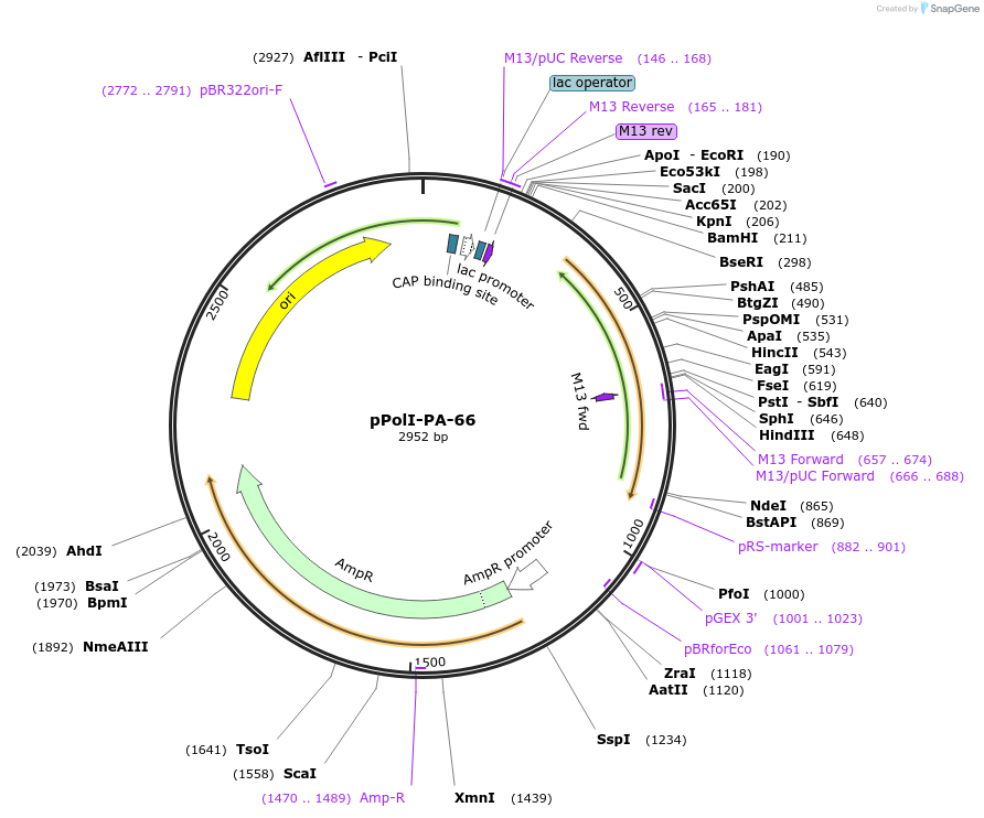 240810-plasmid-map-sequence-id-484959
