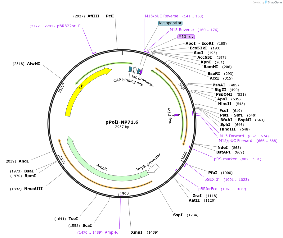 240813-plasmid-map-sequence-id-484960