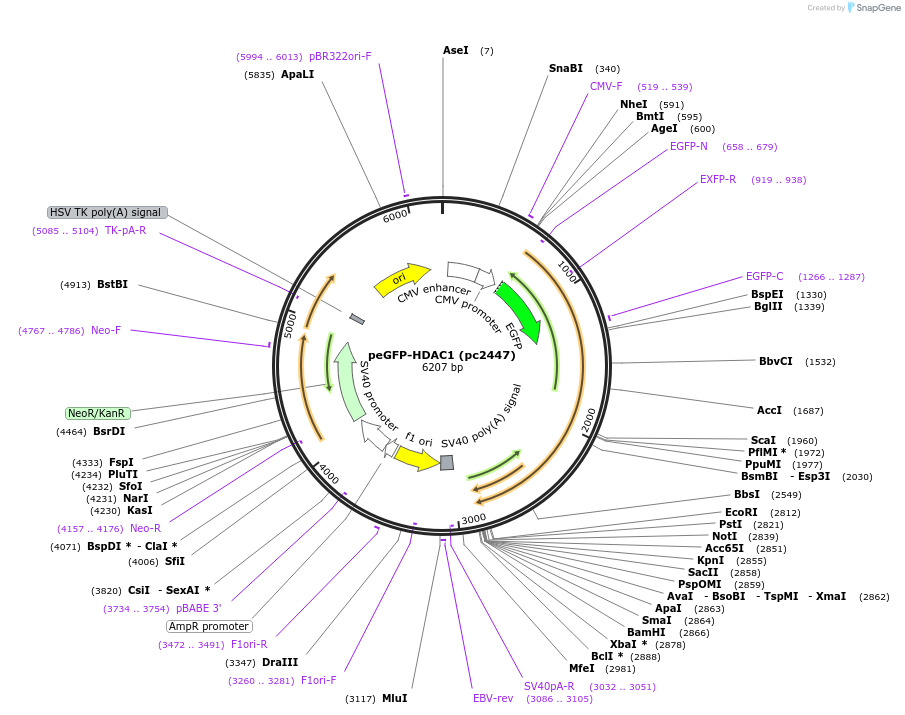 240148-plasmid-map-sequence-id-484980