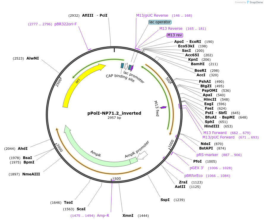240808-plasmid-map-sequence-id-484981