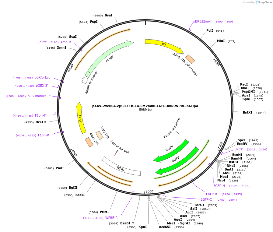 240047-plasmid-map-sequence-id-484982