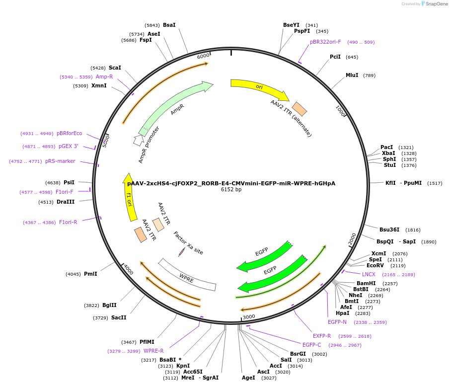 240046-plasmid-map-sequence-id-484983