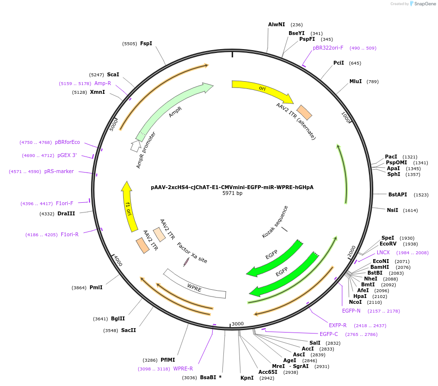240045-plasmid-map-sequence-id-484985