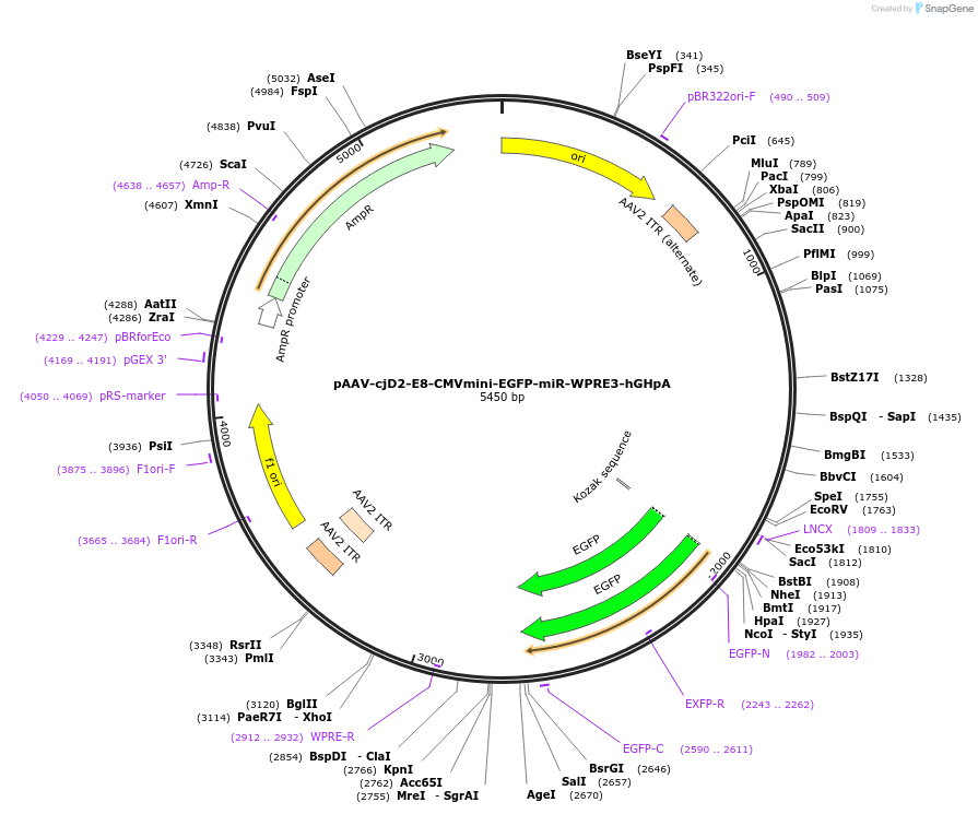 240049-plasmid-map-sequence-id-484986