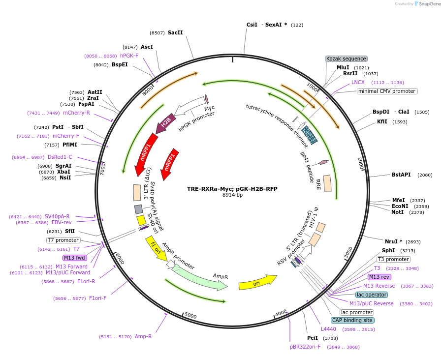 242887-plasmid-map-sequence-id-484988