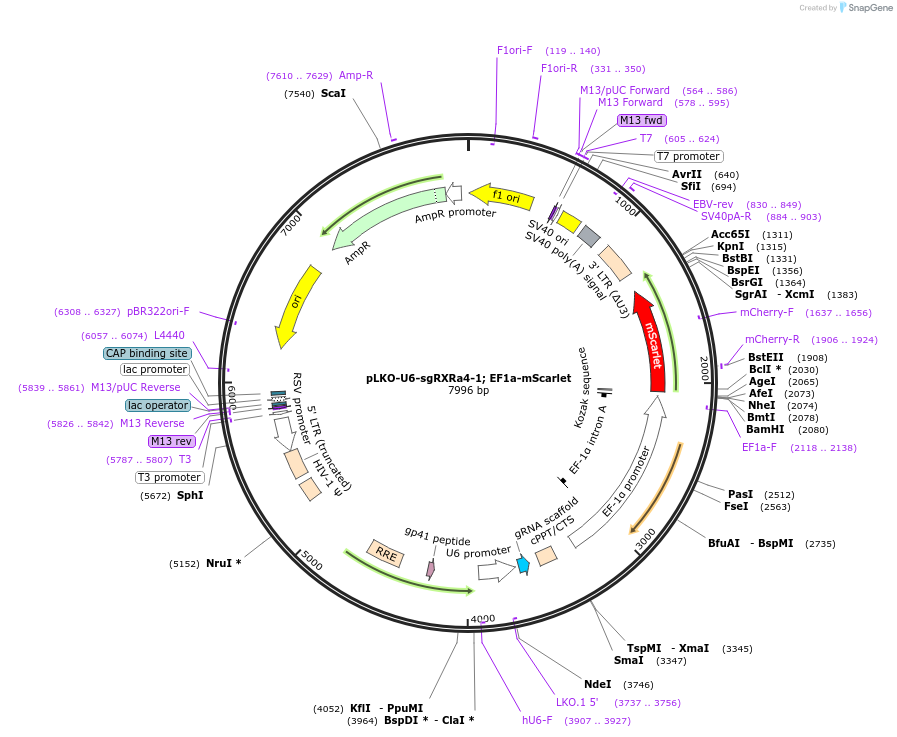 242889-plasmid-map-sequence-id-484989