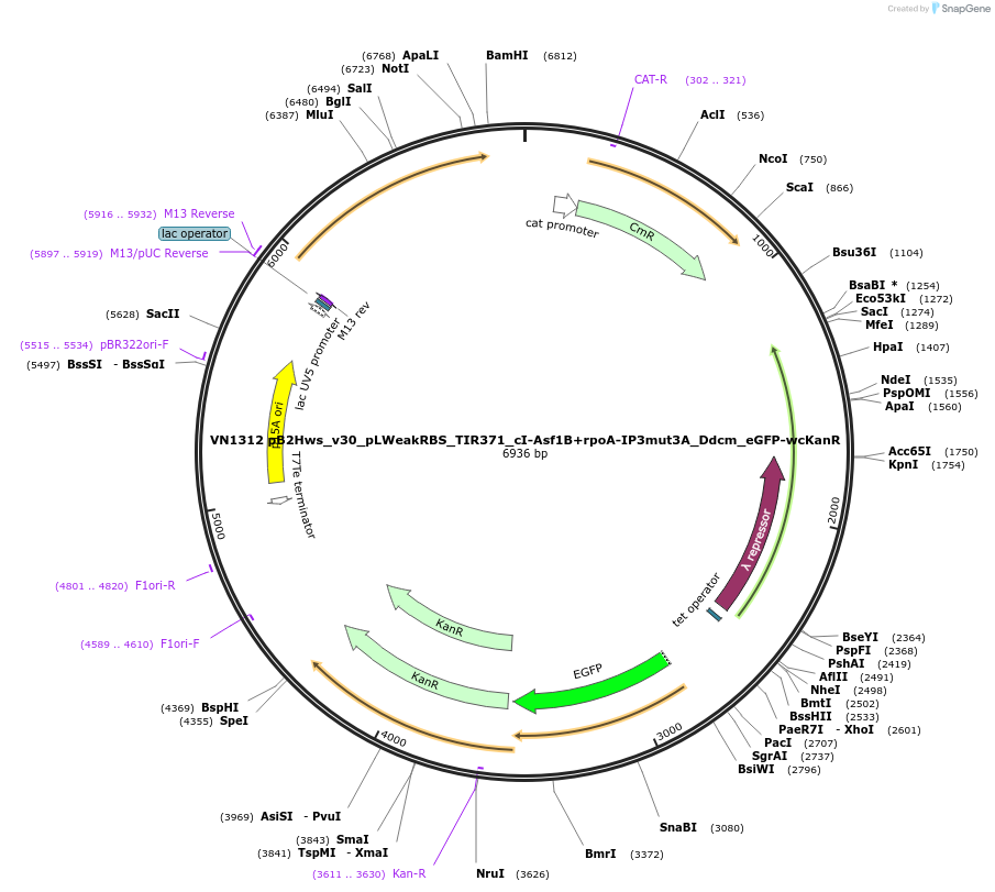 235109-plasmid-map-sequence-id-484995