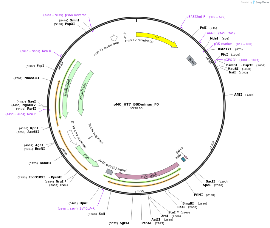 225627-plasmid-map-sequence-id-485001