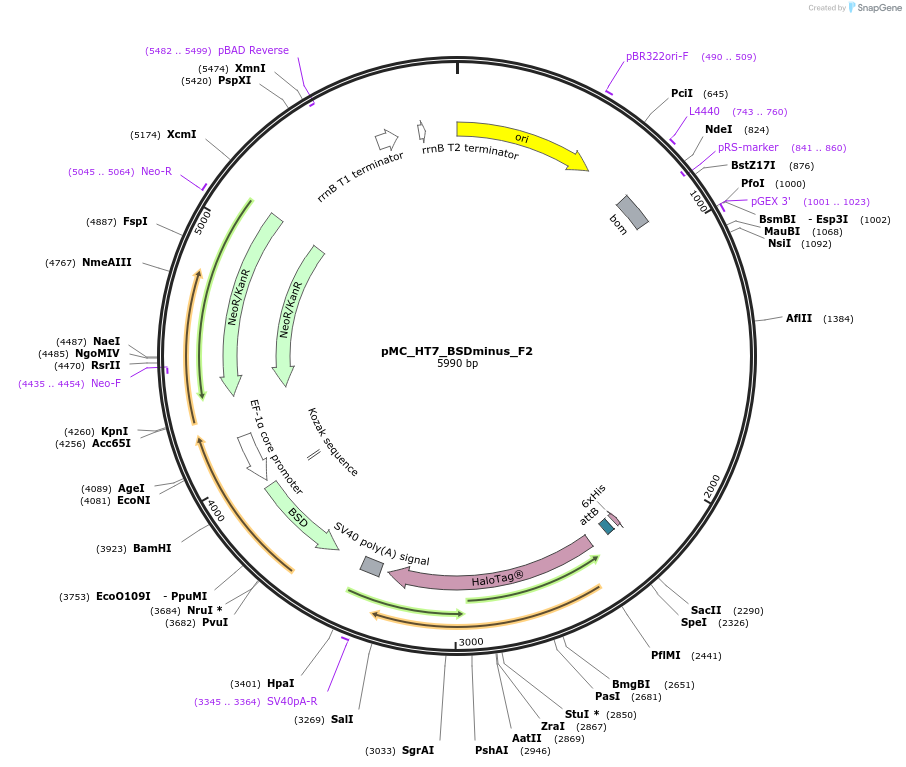 225629-plasmid-map-sequence-id-485002