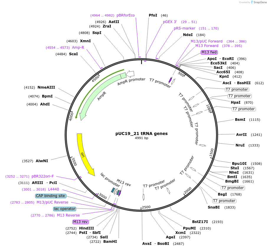 242430-plasmid-map-sequence-id-485004