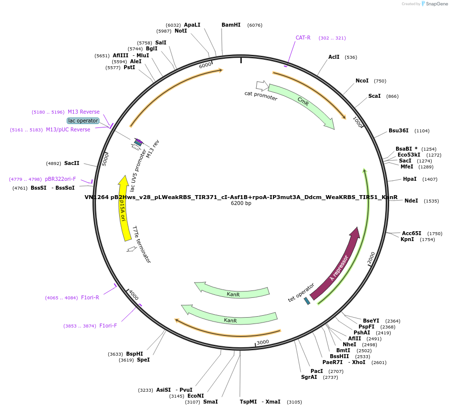 235114-plasmid-map-sequence-id-485026