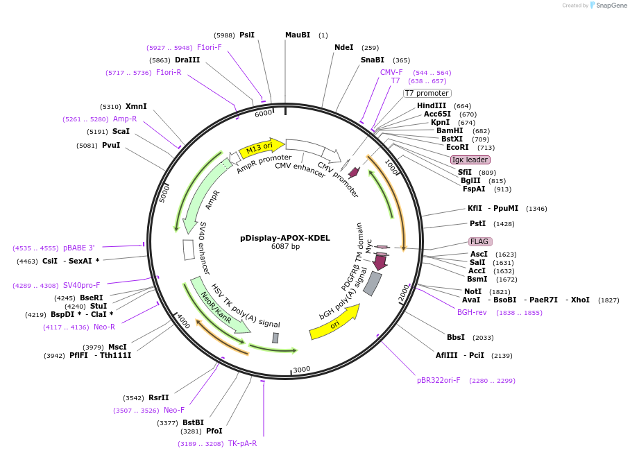 242339-plasmid-map-sequence-id-485071