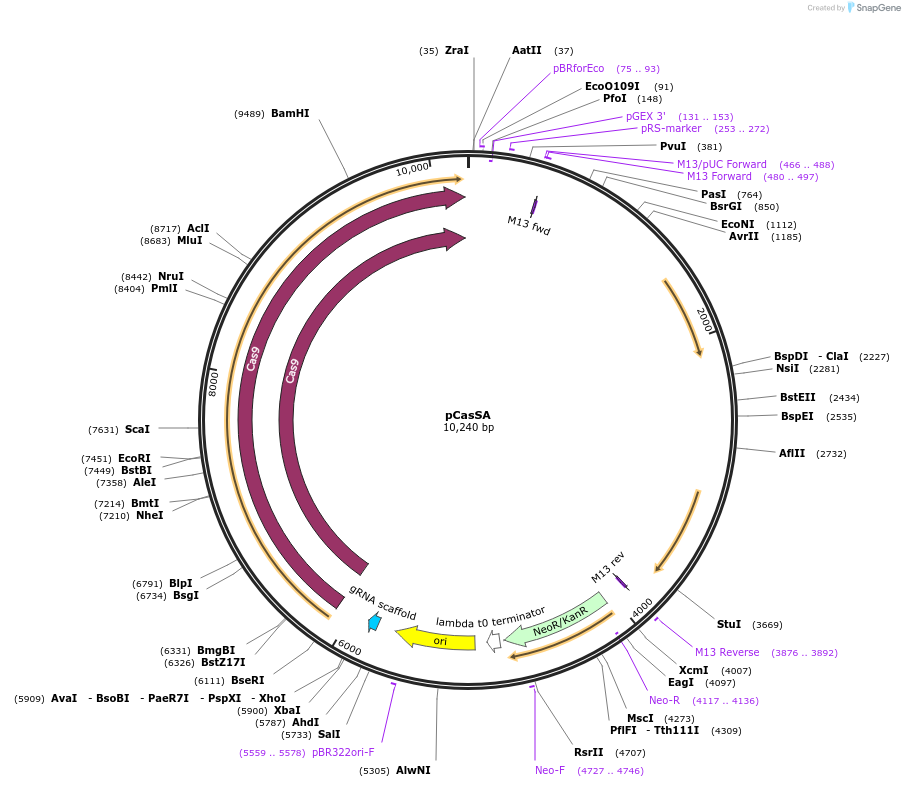 98211-plasmid-map-sequence-id-485072