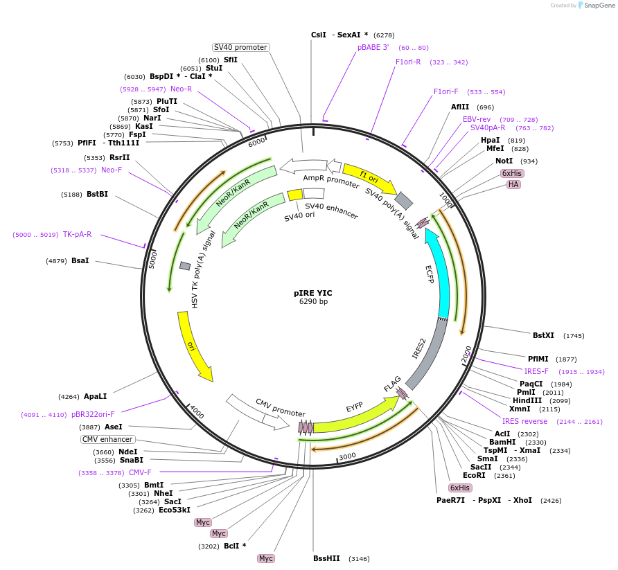18784-plasmid-map-sequence-id-485073