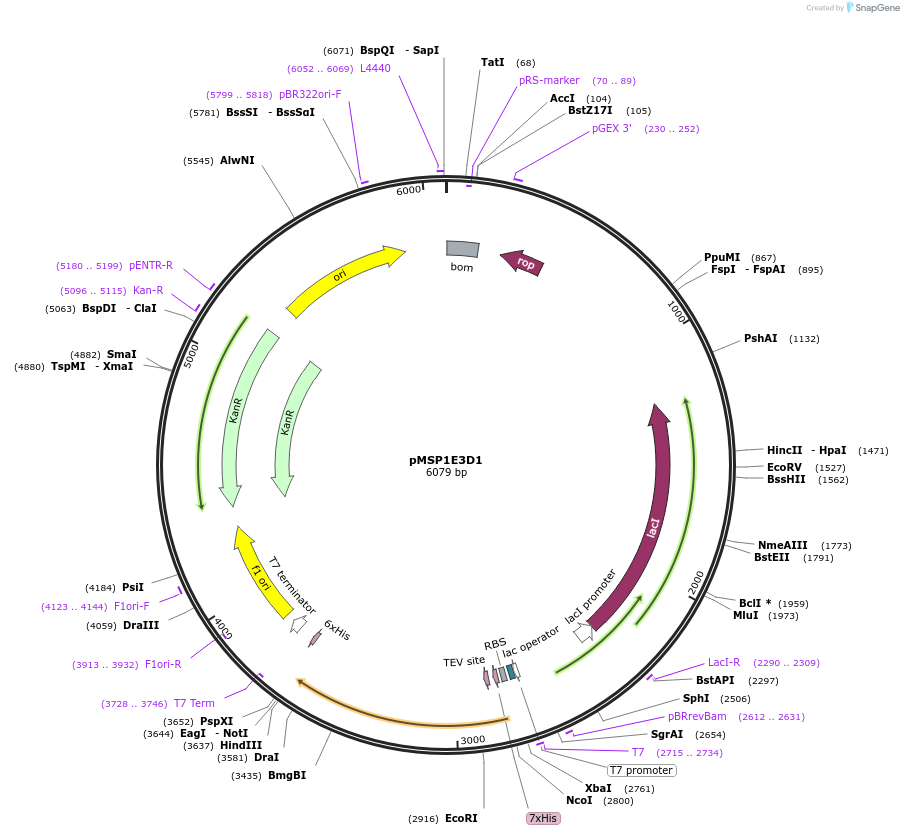 20066-plasmid-map-sequence-id-485075