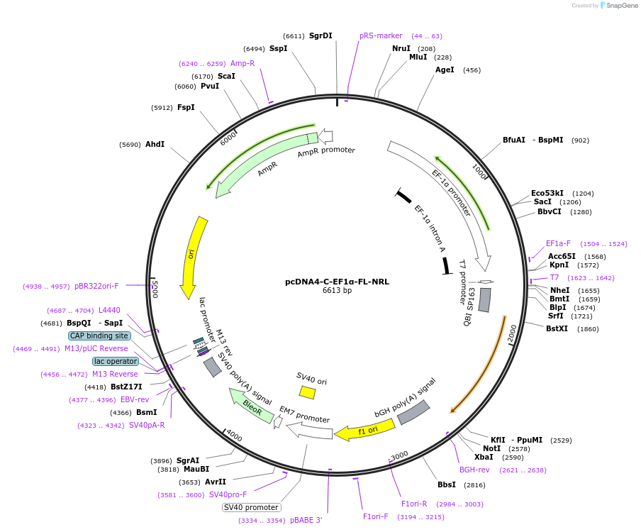 239095-plasmid-map-sequence-id-485104