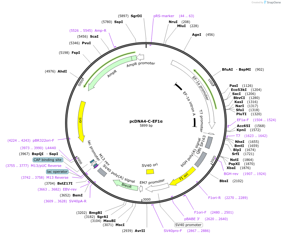 239097-plasmid-map-sequence-id-485105