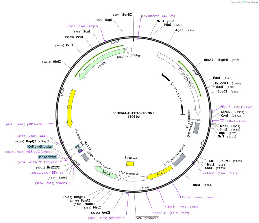 239096-plasmid-map-sequence-id-485106