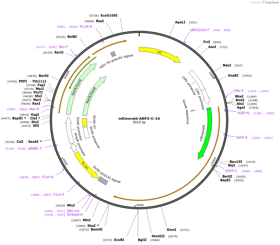 53992-plasmid-map-sequence-id-485108