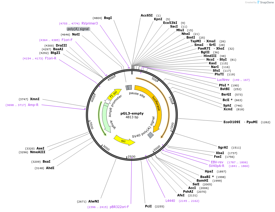 239099-plasmid-map-sequence-id-485110