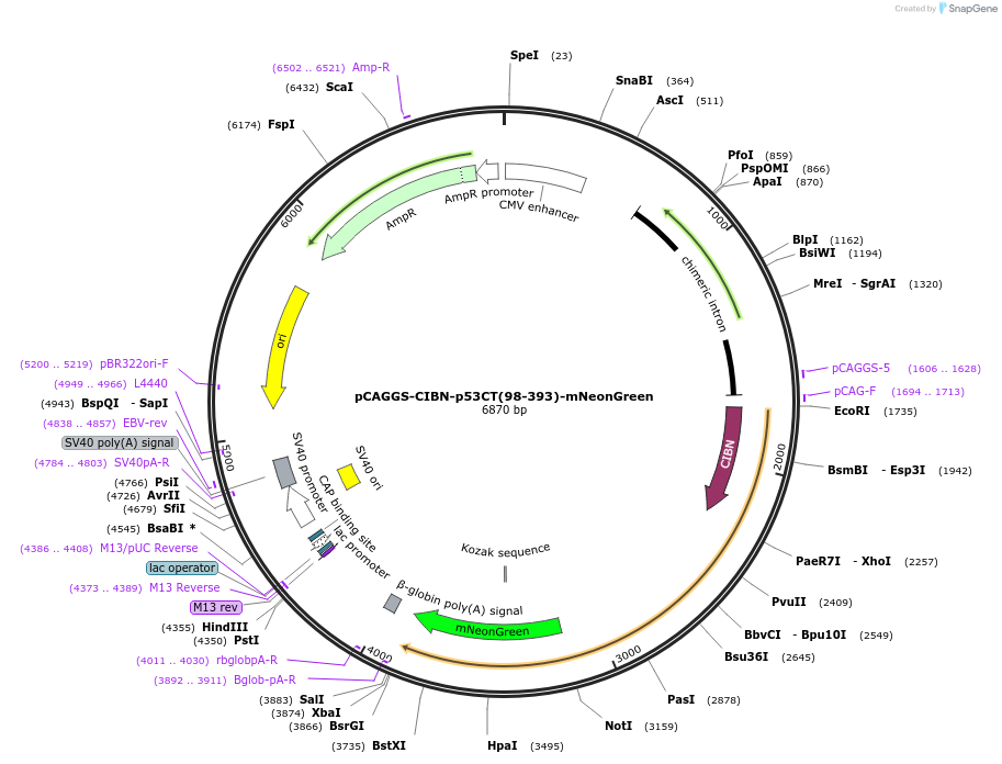241844-plasmid-map-sequence-id-485113