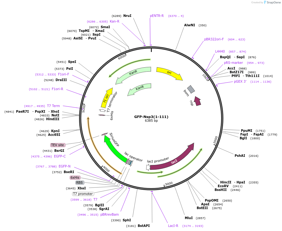 242947-plasmid-map-sequence-id-485114