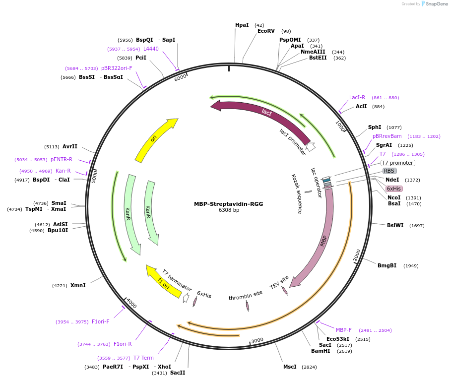 242451-plasmid-map-sequence-id-485116
